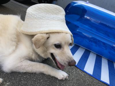 愛犬と流行りのプール
