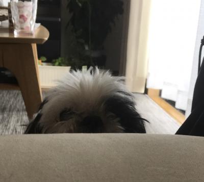 我が家で流行りの愛犬とかくれんぼ