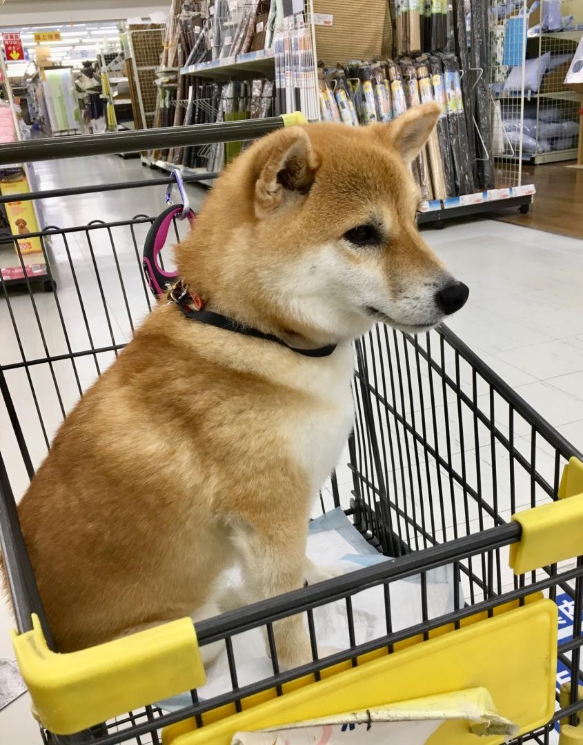 愛犬とショッピング