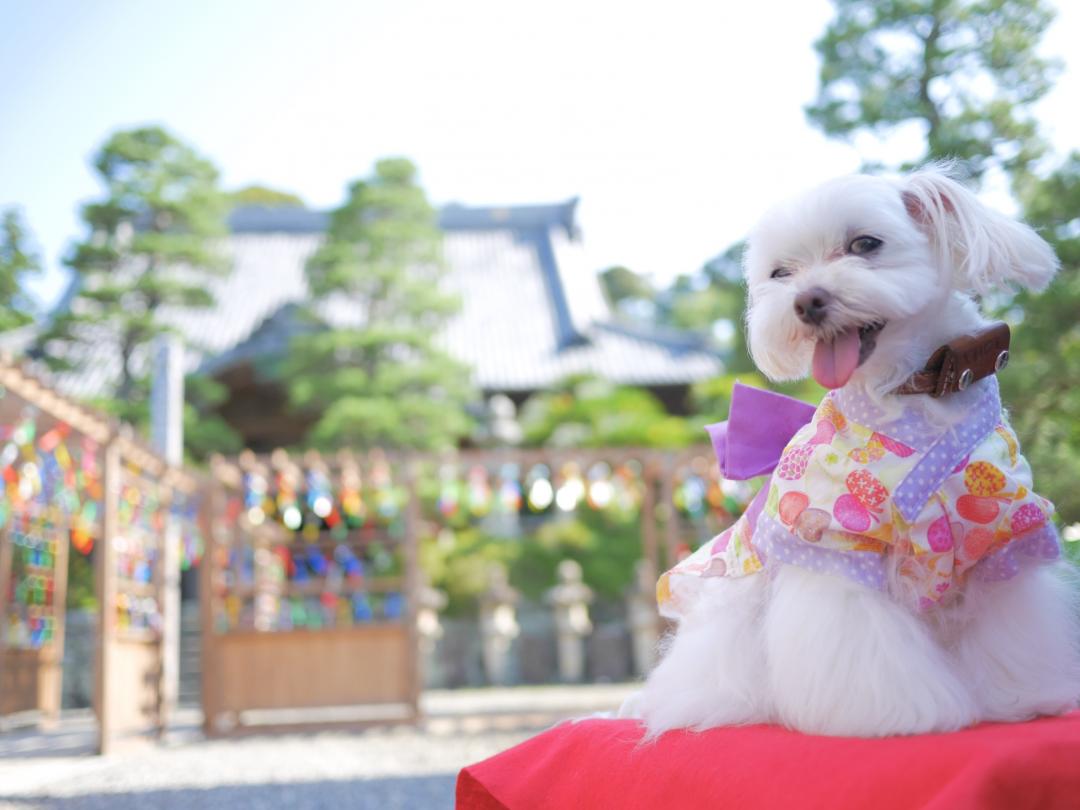 愛犬と浴衣