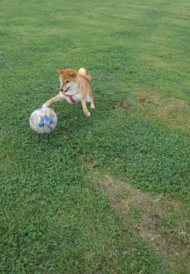 愛犬とサッカー