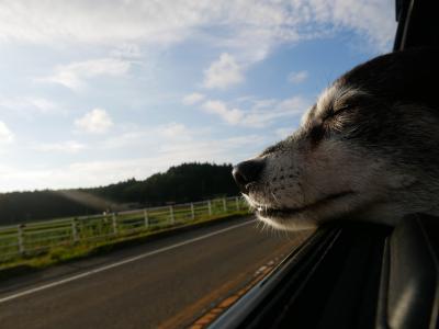 新潟の車窓からwithわんこ