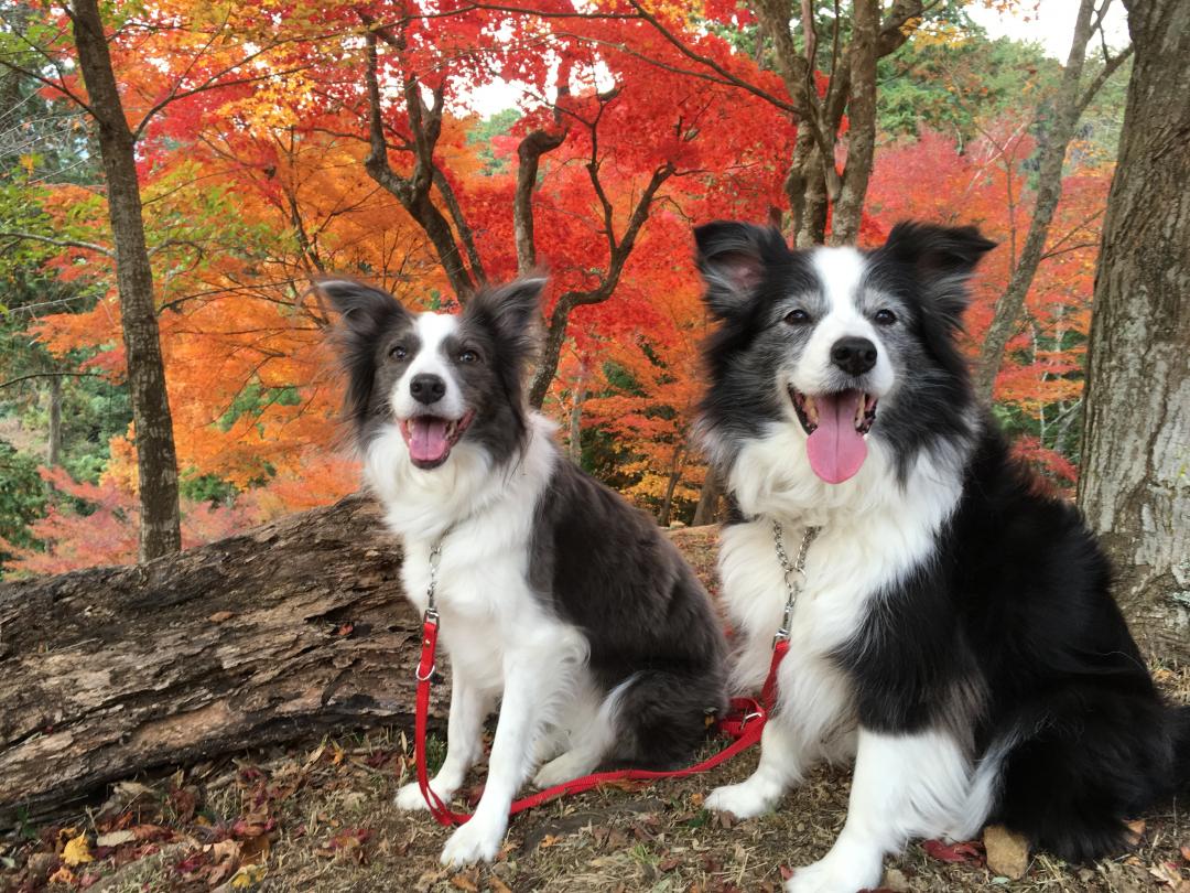 紅葉と笑顔