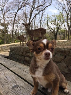 奈良公園の鹿と愛犬