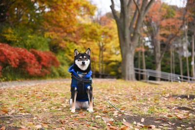 紅葉の公園