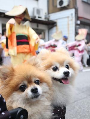 越中八尾おわら風の盆