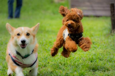 飛行犬