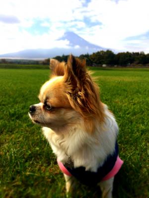 富士山をバックにお澄まし♡