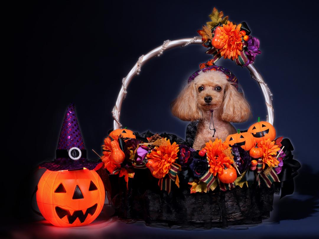 今年のハロウィンは決めちゃうぞ