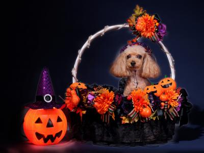 今年のハロウィンは決めちゃうぞ