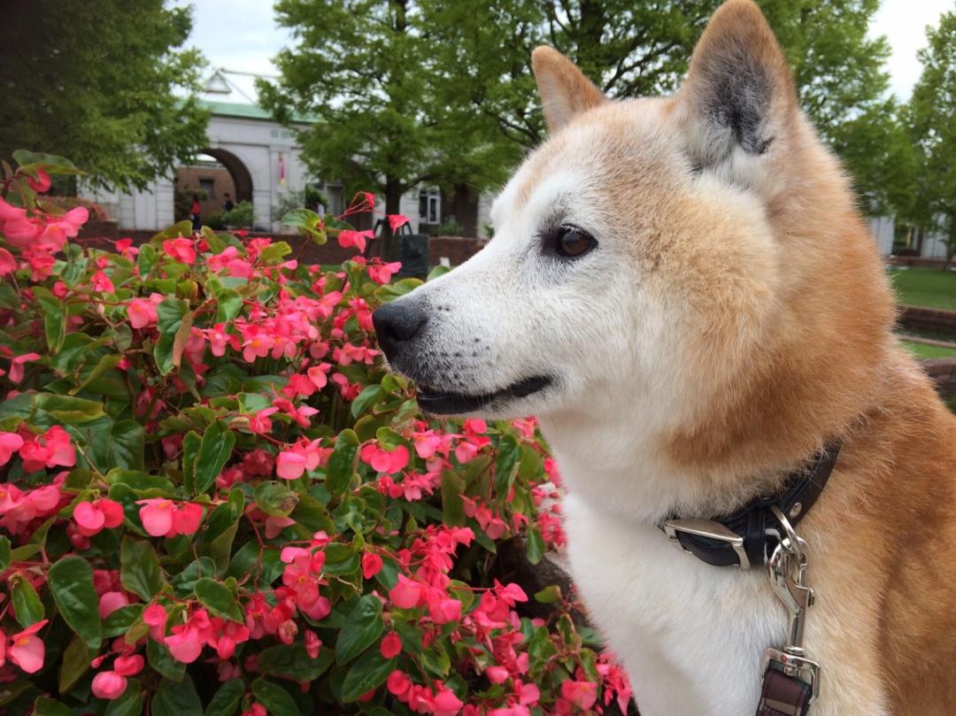 お花大好き