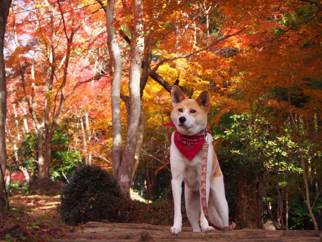 犬も　紅葉に　見惚れるのです～♪