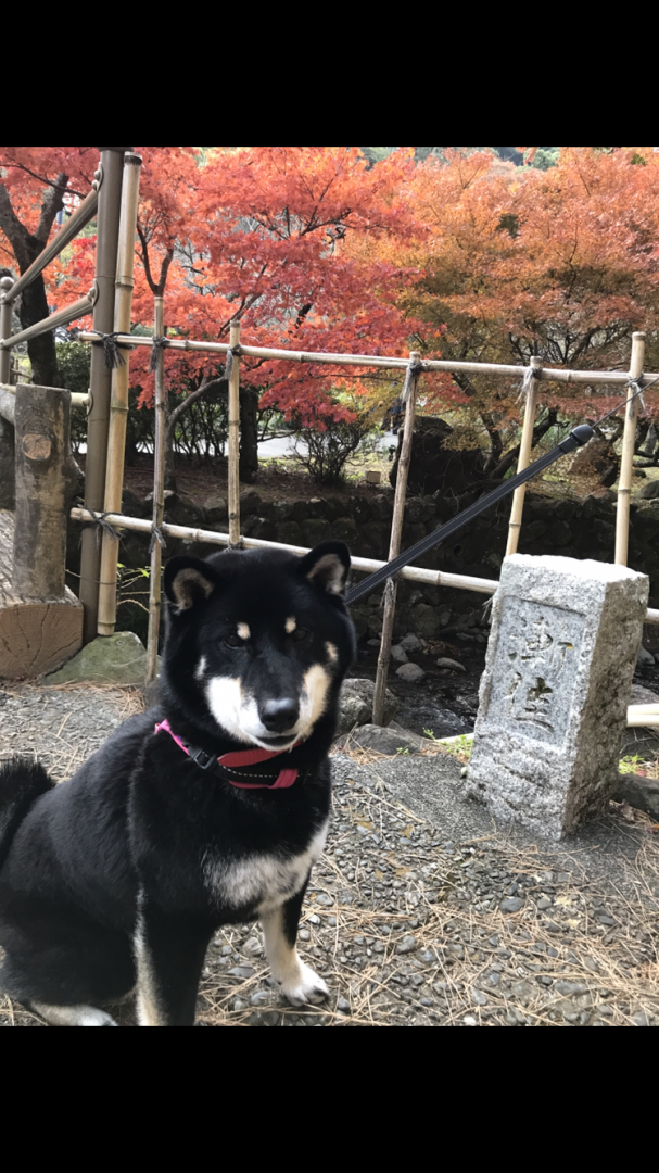 黒と紅