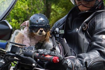 バイク犬、ティナの旅。