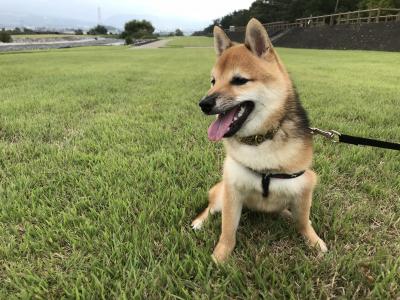 芝犬と芝