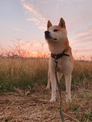 犬心と秋の空