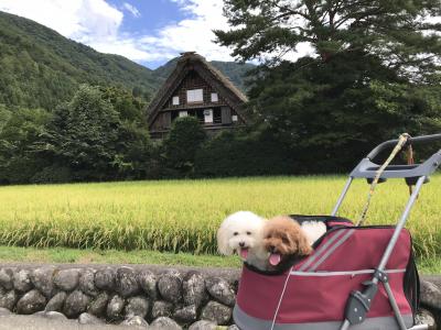 ワンコと白川郷