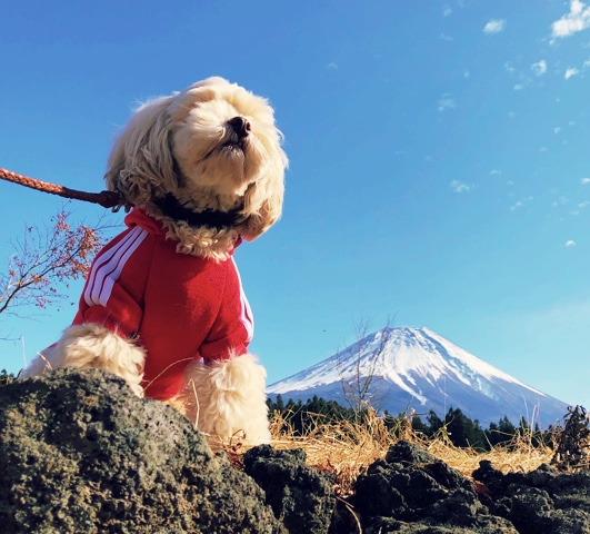 富士山と