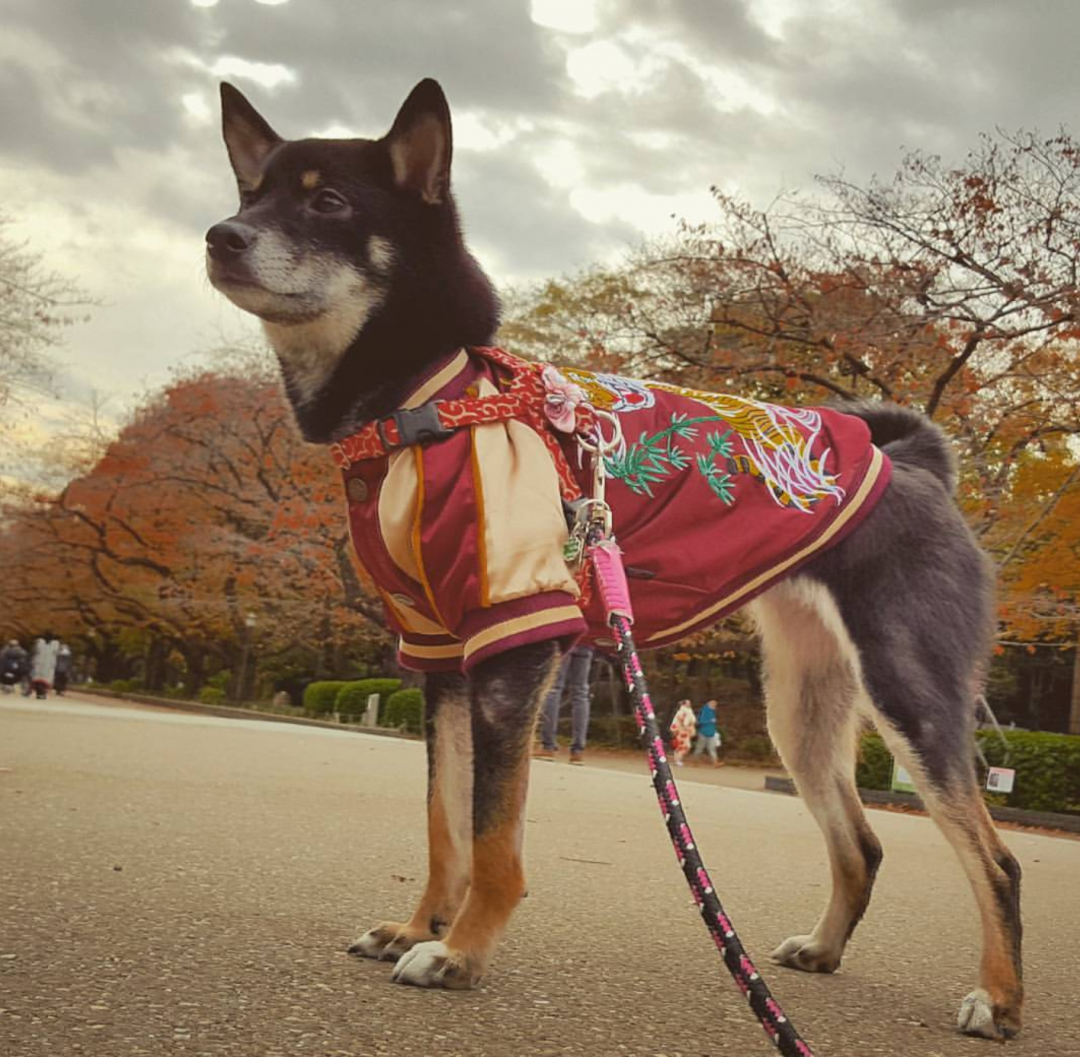 紅葉とスカジャン