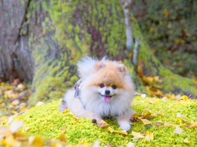 いちょうと苔と僕