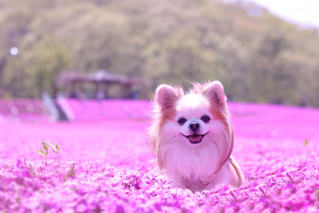 芝桜に囲まれて