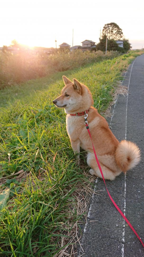 夕日とるる