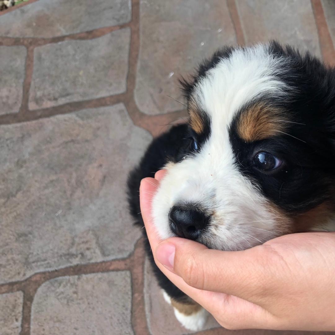 顎乗せひなちゃん むらさきいもさんの投稿写真 犬 愛犬フォトコンテスト イヌトミィ