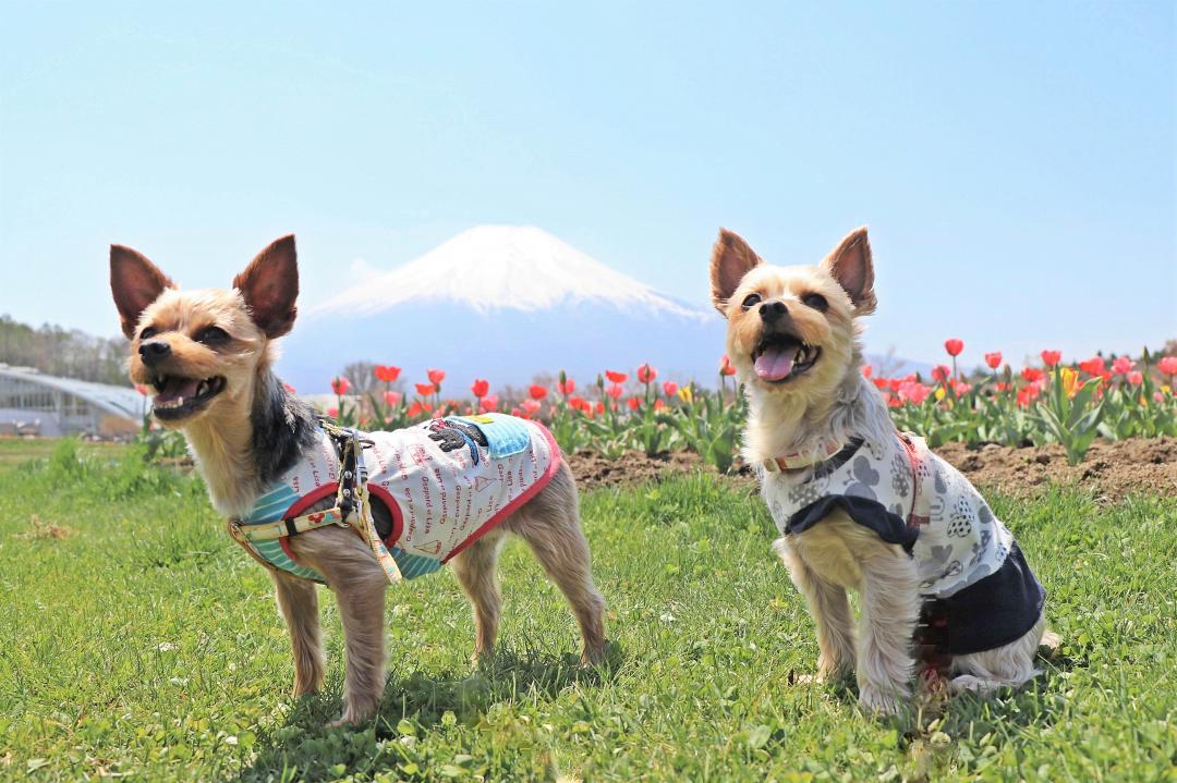 富士山をバックに親子で！