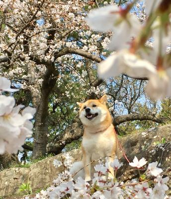 春爛漫