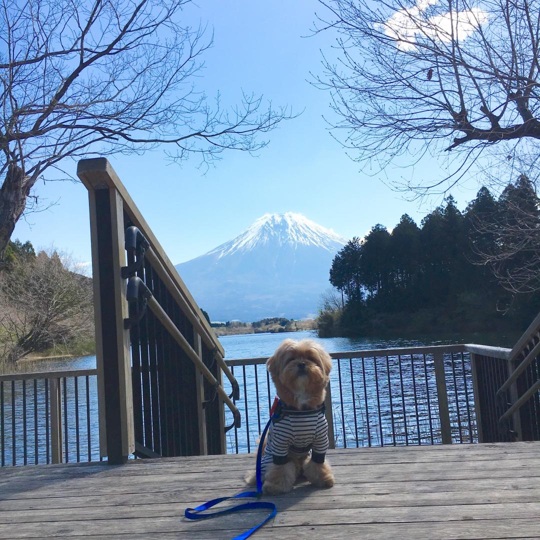 富士山の美しさを再確認