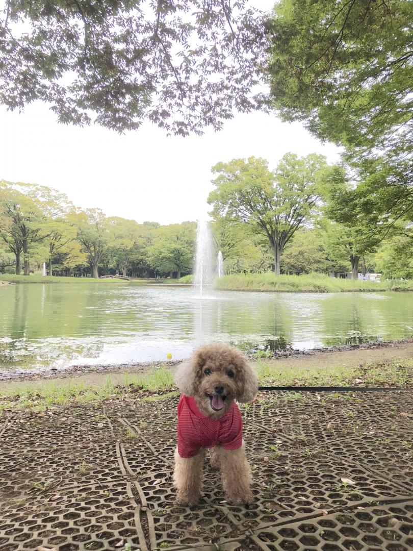 雨上がりの噴水