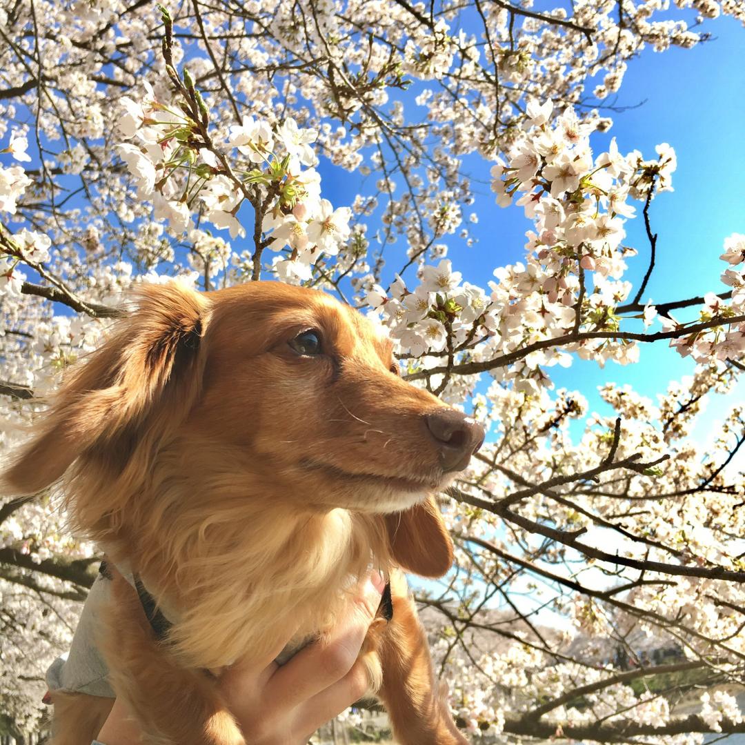 桜の名所を愉しむ