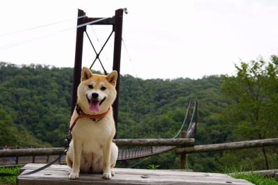 愛犬と吊り橋