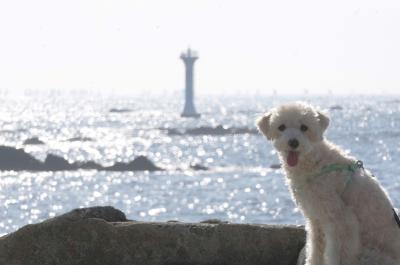 海がキラキラ眩しワン