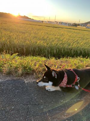 稲穂と夕陽とハル