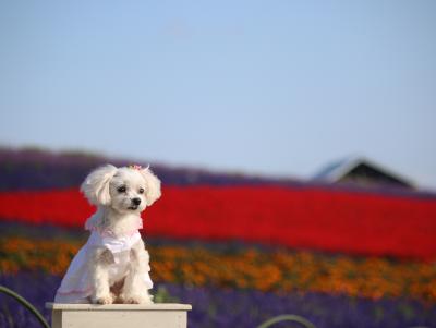 女の子はお花が似合う？