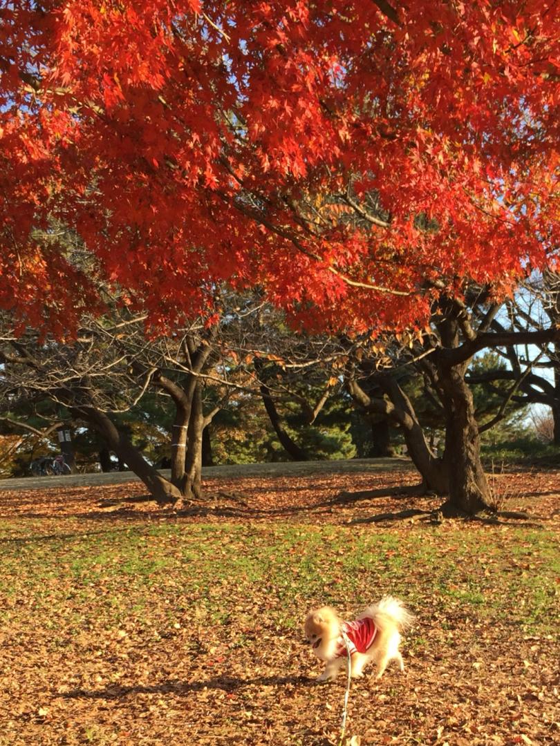 紅葉の下で