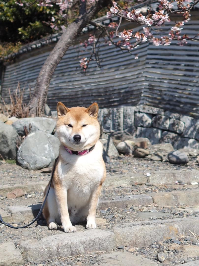 梅の木とゴンタ