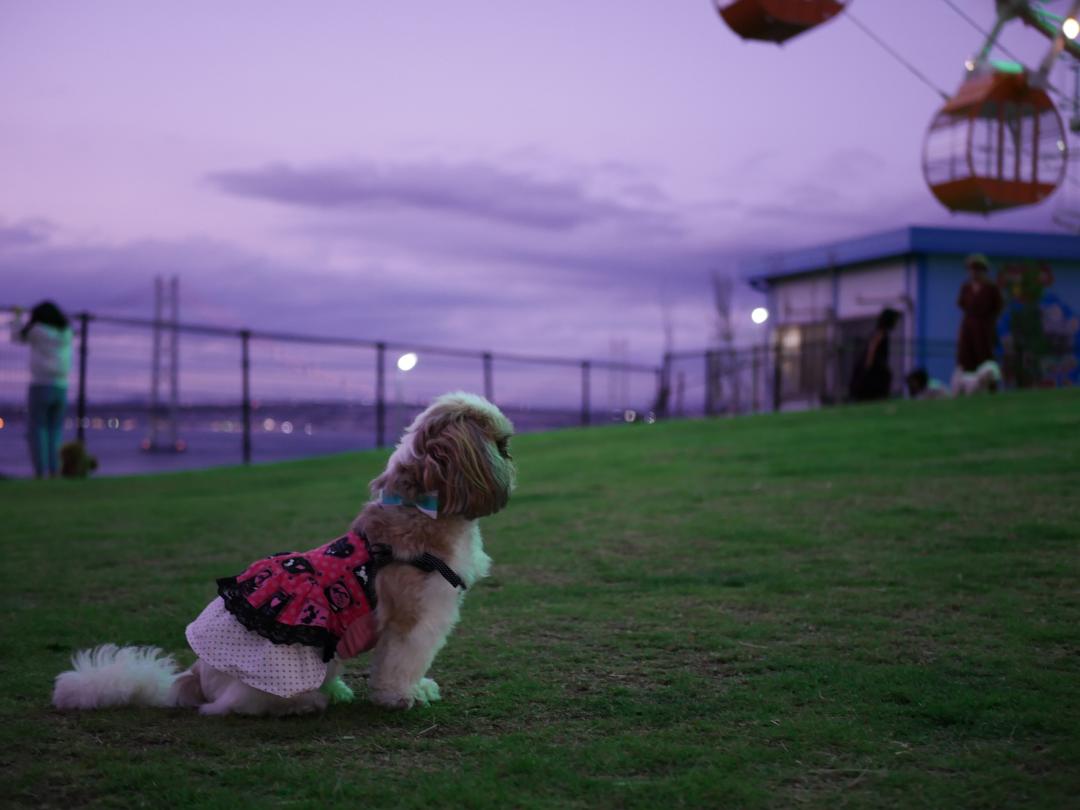 夕暮れの明石海峡