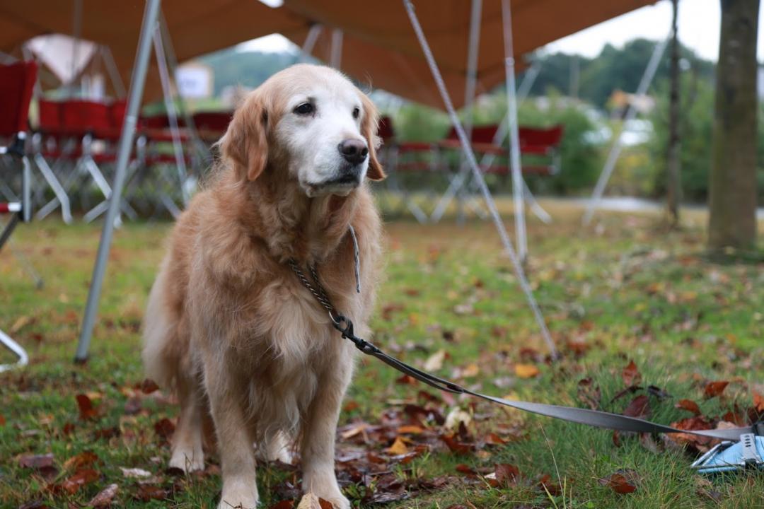 キャンプと、犬と。