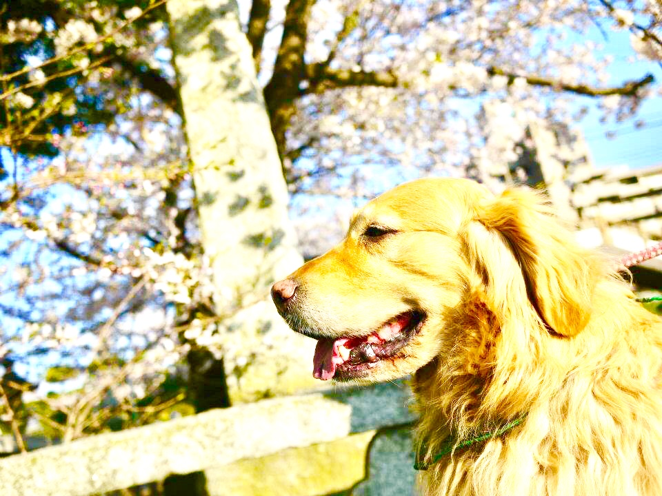 うちのわんこと桜の木