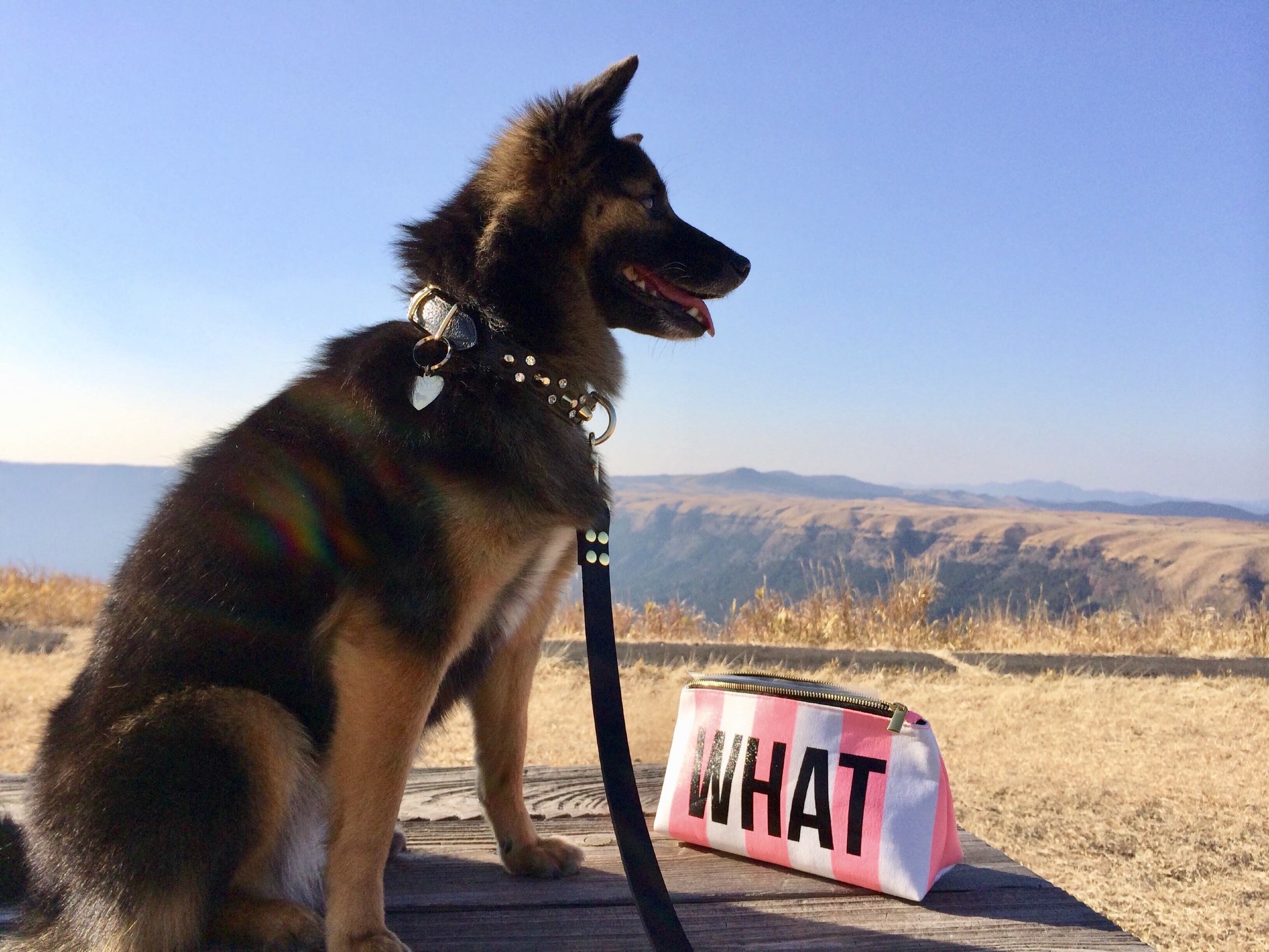 わたし雑種犬15さい女のコ Siennaさんの投稿写真 犬 愛犬フォトコンテスト イヌトミィ