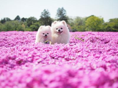 芝桜に囲まれて