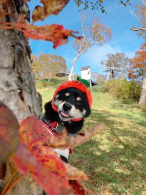 紅葉の木陰から山の妖精がひょっこりはん？