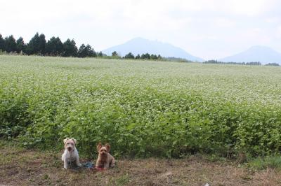 蕎麦の花と阿蘇五岳