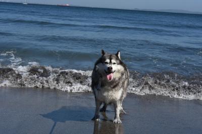 海は大好き！気持ちいいワン