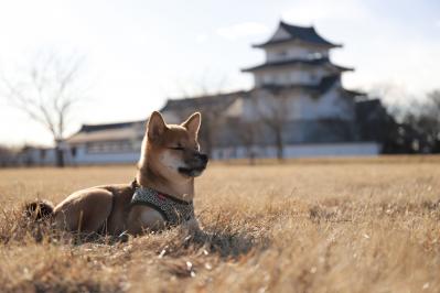 城と柴