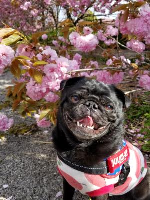 カイと満開の八重桜