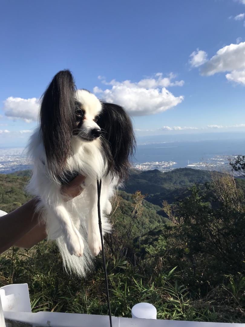 六甲山からの眺め