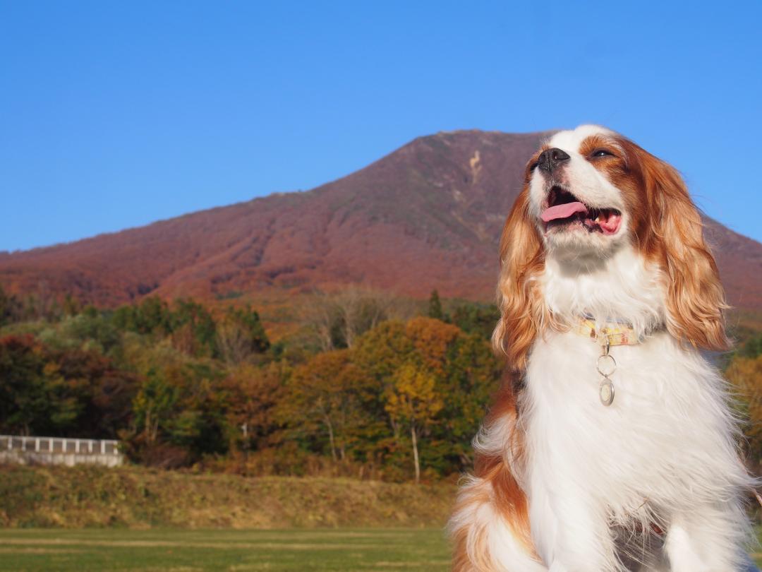 マロンと岩木山